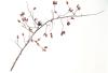 316578 – Photo : Bijiaoui Robert – France (11)